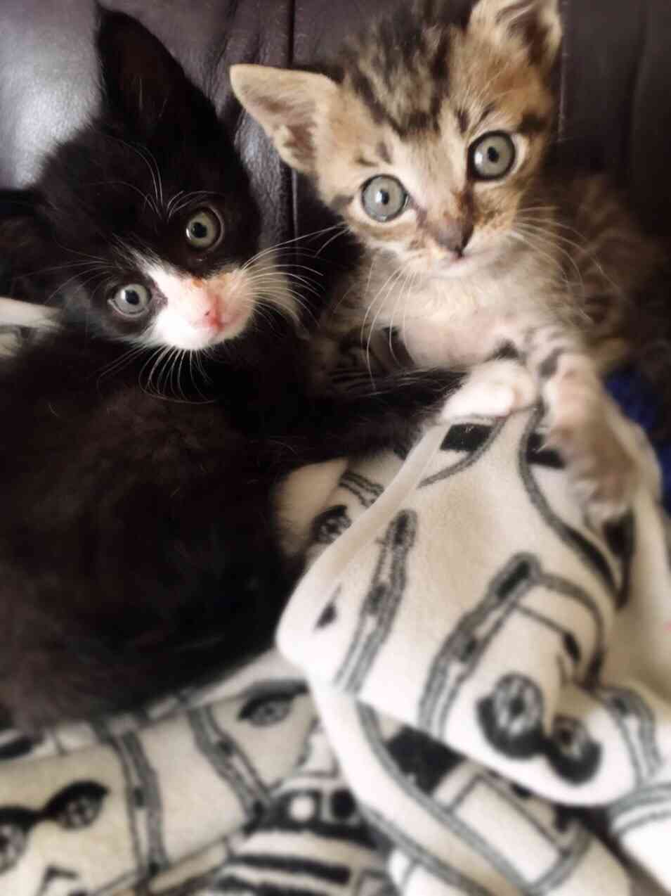 【画像】子猫が集まってくるトピ