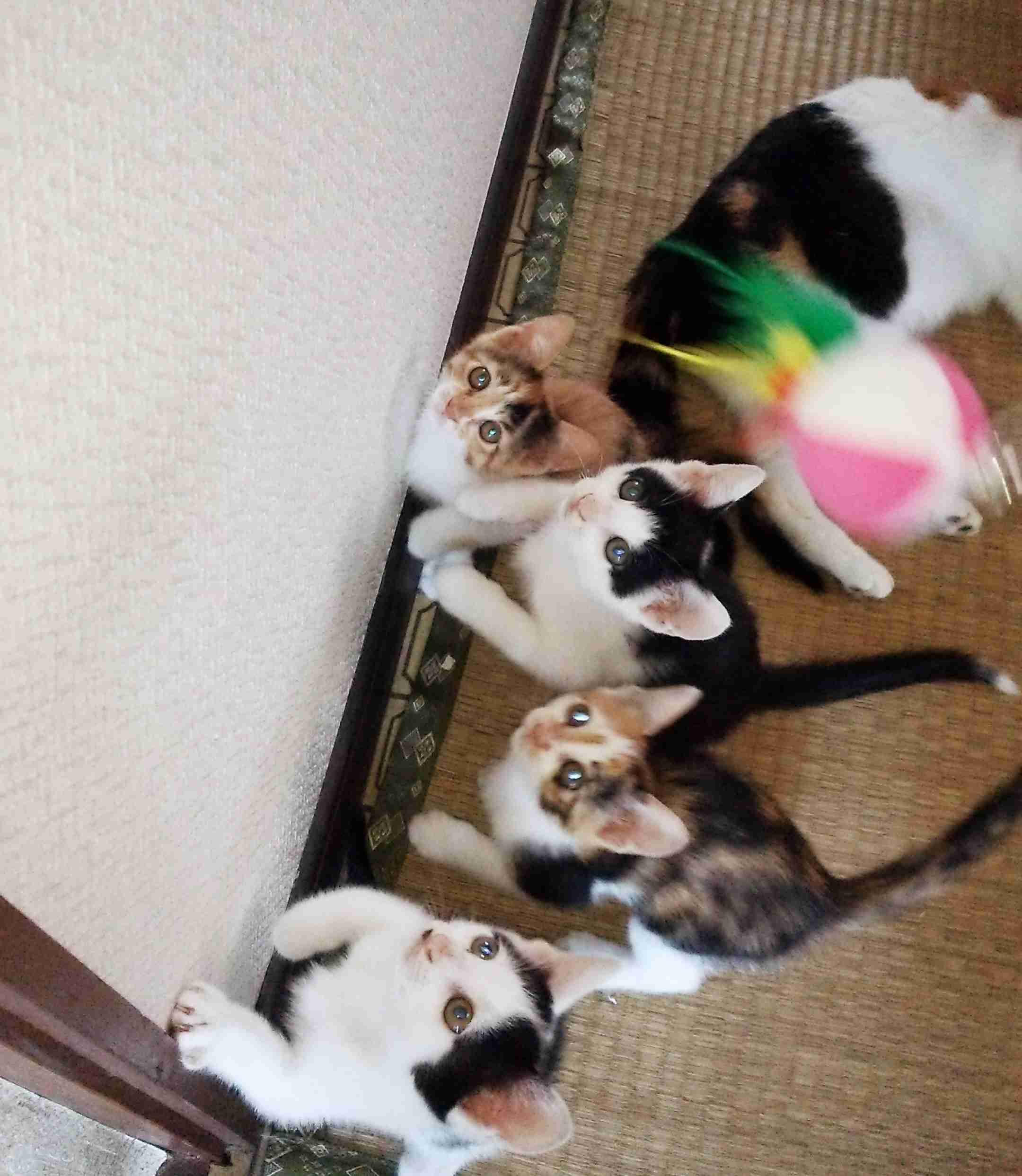 【画像】子猫が集まってくるトピ