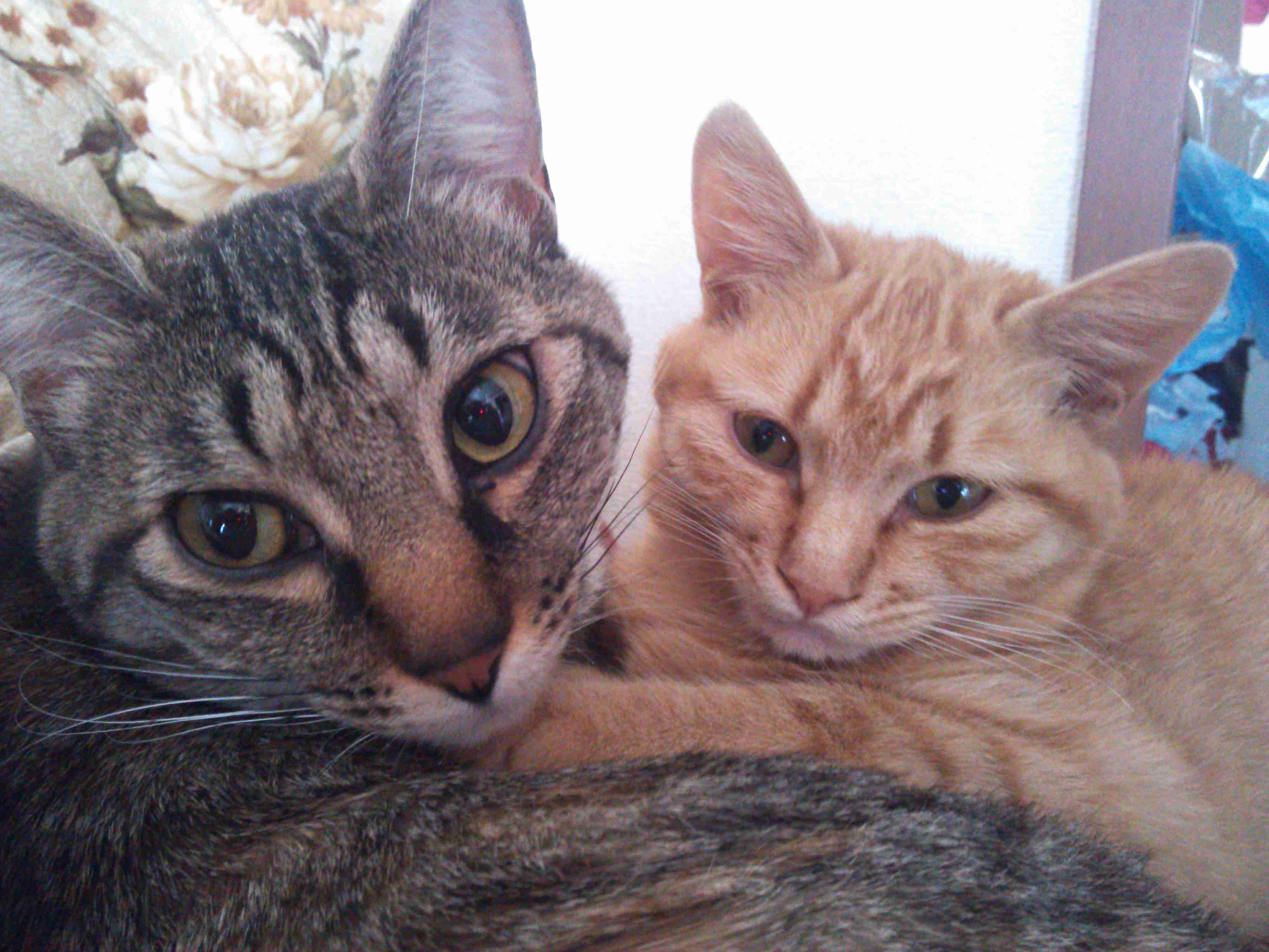 【画像】子猫が集まってくるトピ