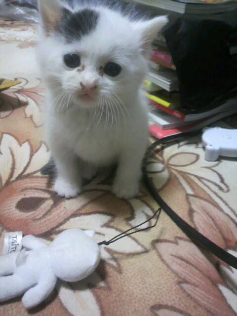 【画像】子猫が集まってくるトピ