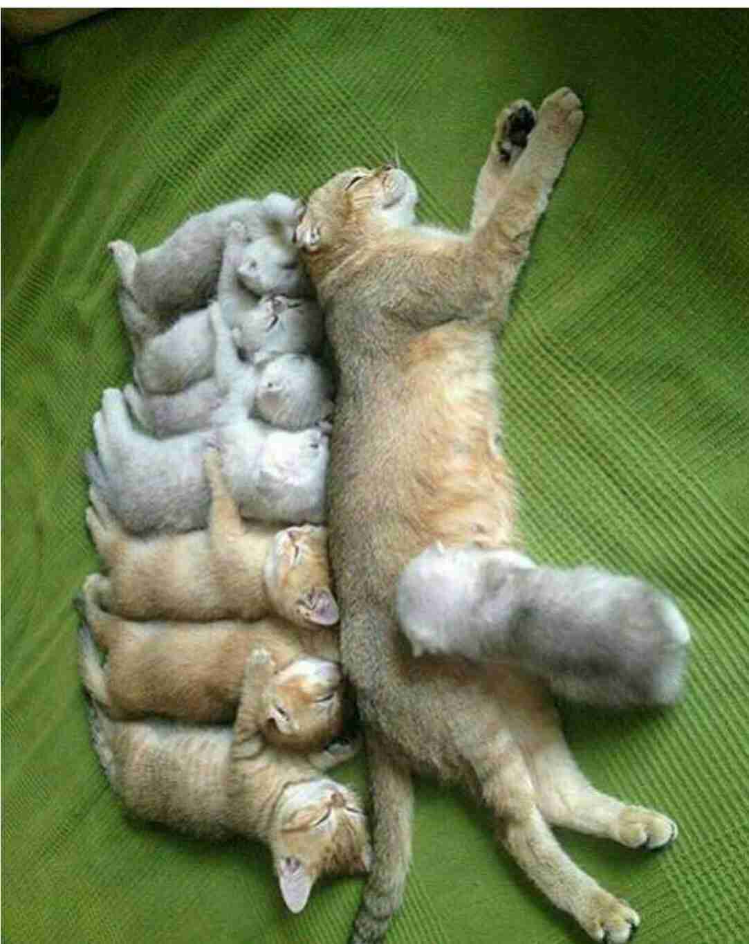 【画像】子猫が集まってくるトピ