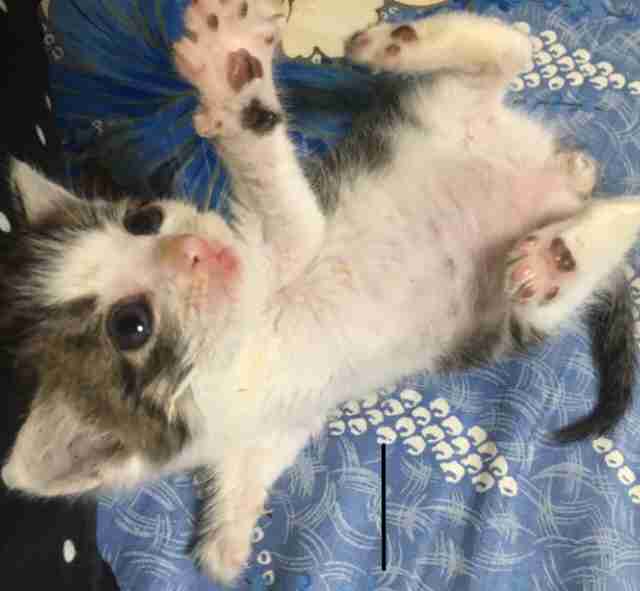 【画像】子猫が集まってくるトピ