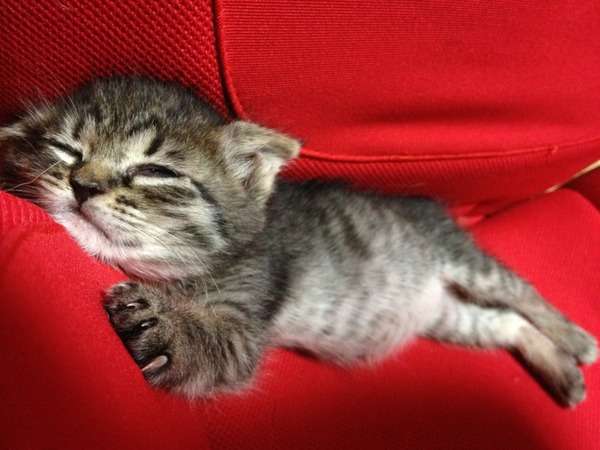 【画像】子猫が集まってくるトピ