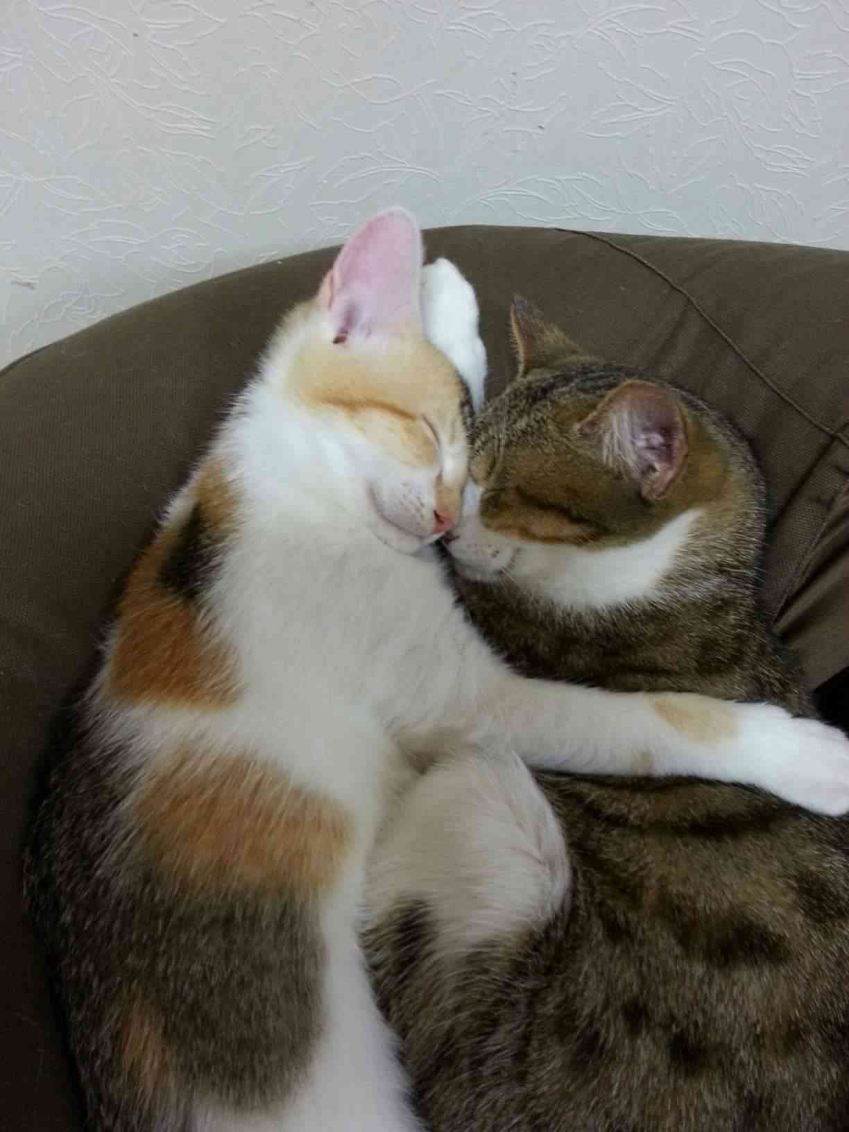 【画像】子猫が集まってくるトピ