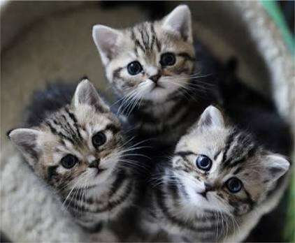 【画像】子猫が集まってくるトピ