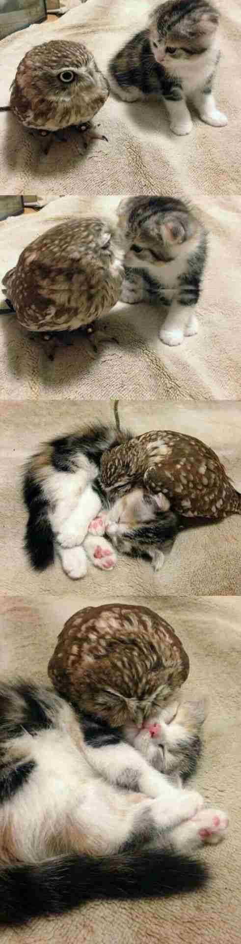 【画像】子猫が集まってくるトピ