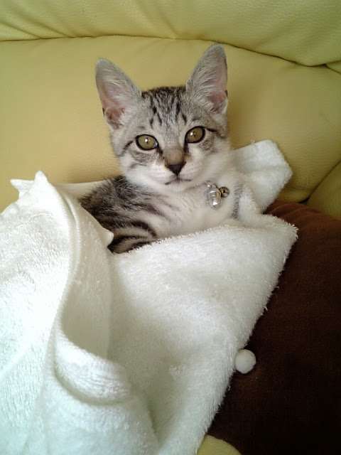 【画像】子猫が集まってくるトピ