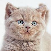 【画像】子猫が集まってくるトピ