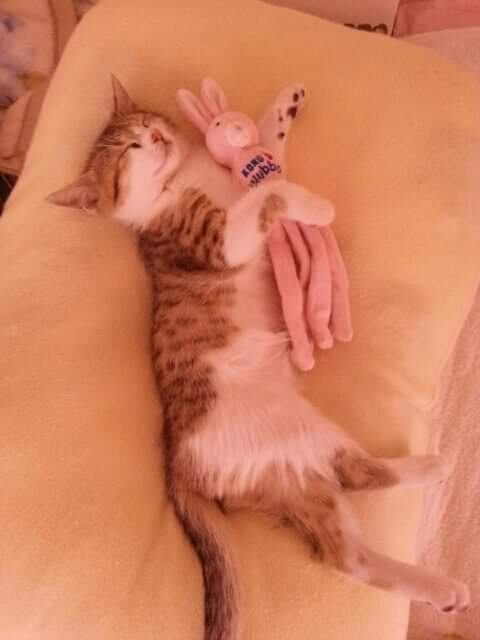 【画像】子猫が集まってくるトピ