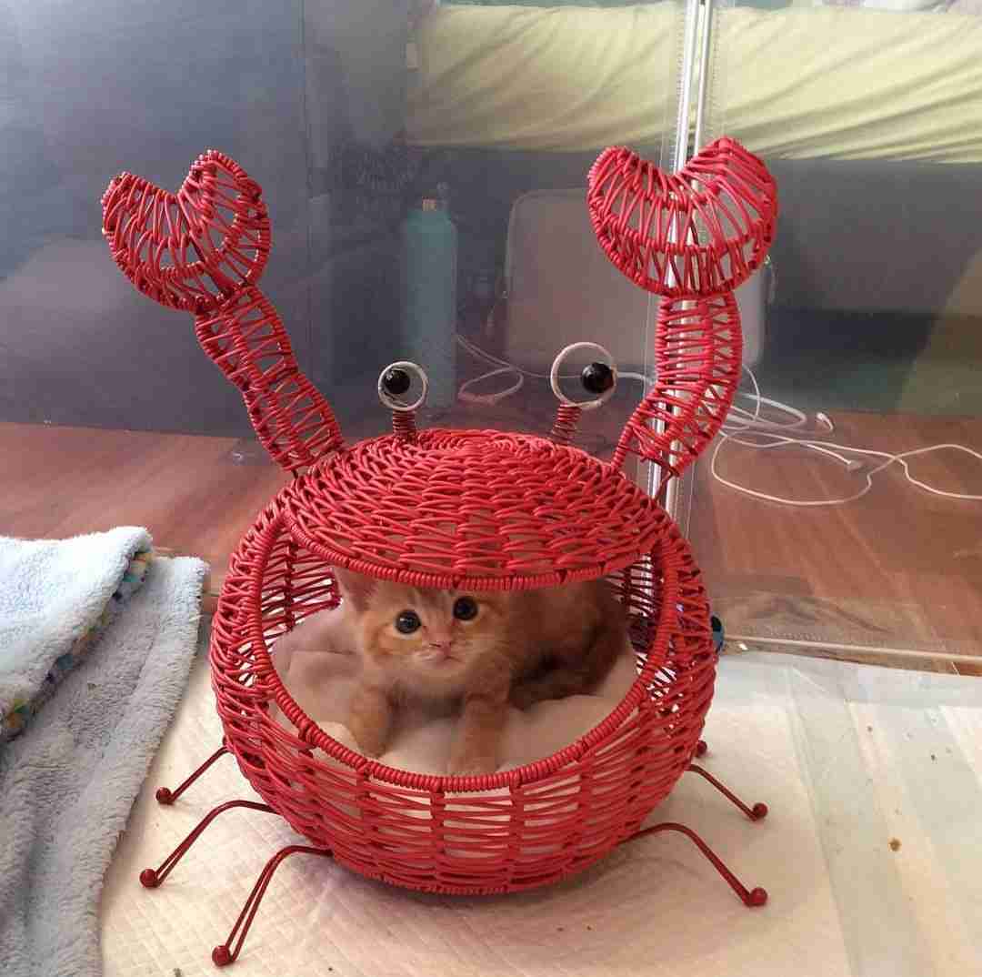 【画像】子猫が集まってくるトピ