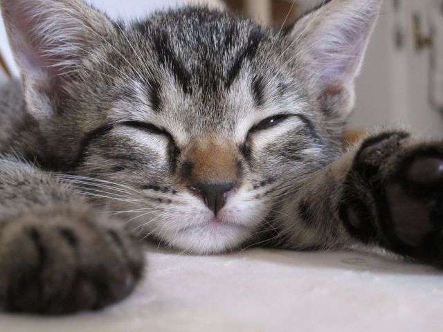 【画像】子猫が集まってくるトピ