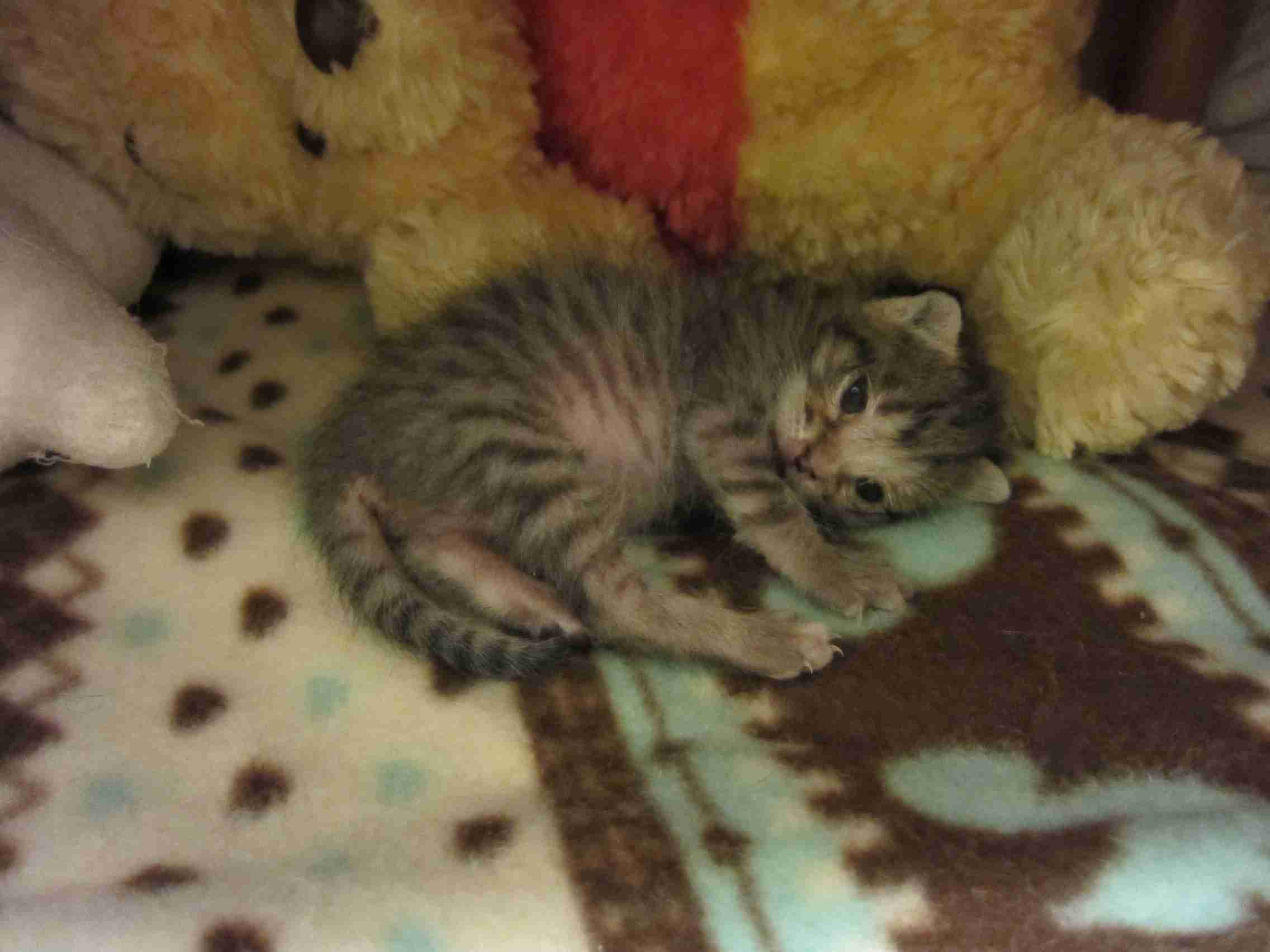 【画像】子猫が集まってくるトピ