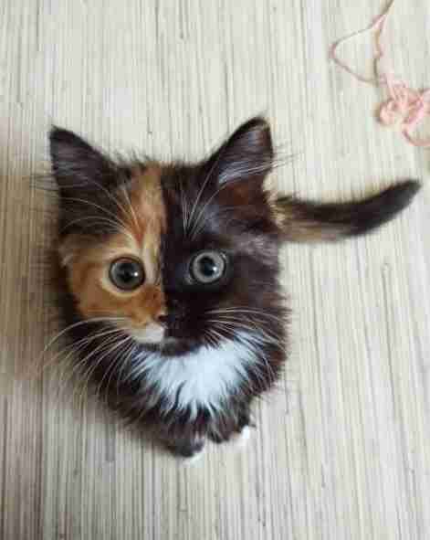 【画像】子猫が集まってくるトピ