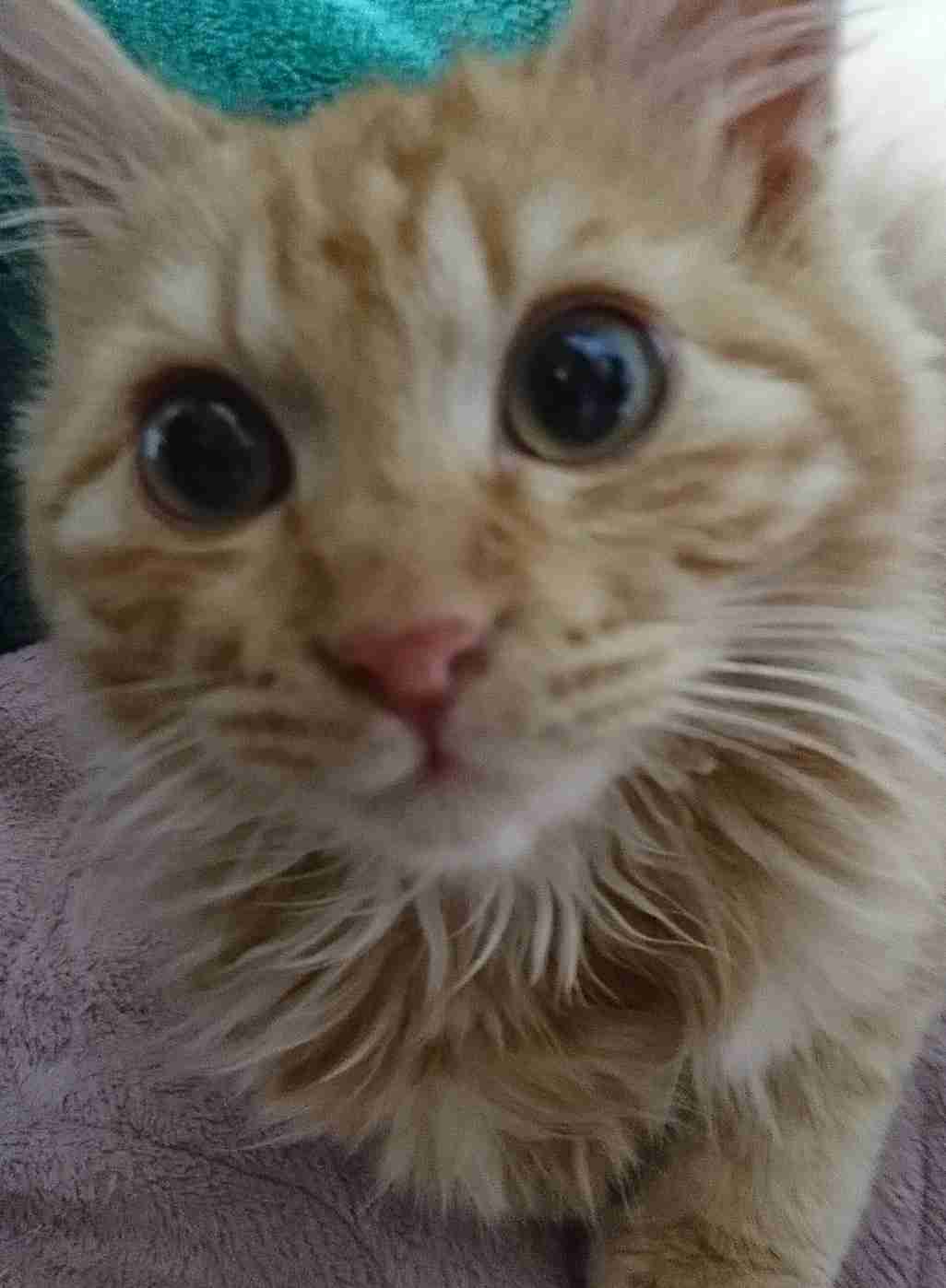 【画像】子猫が集まってくるトピ