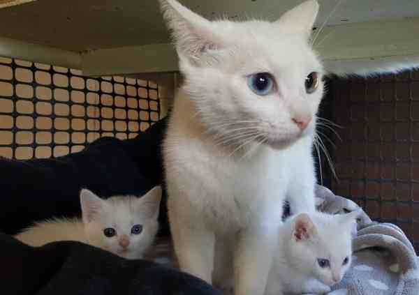 【画像】子猫が集まってくるトピ