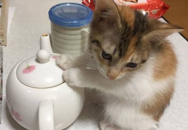 【画像】子猫が集まってくるトピ
