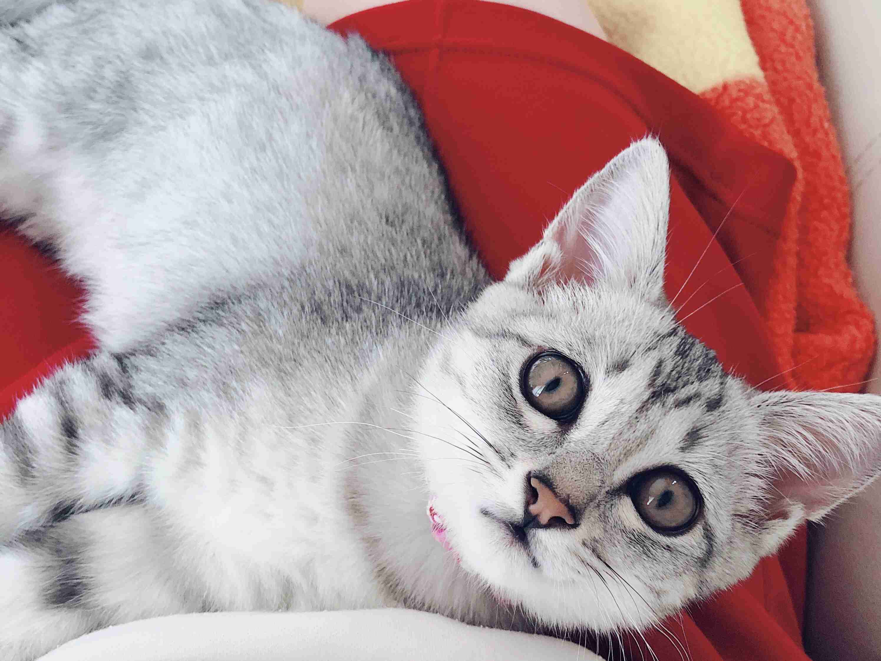 【画像】子猫が集まってくるトピ