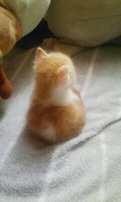 【画像】子猫が集まってくるトピ