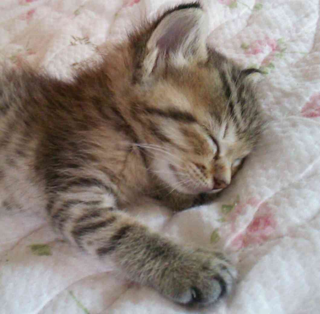 【画像】子猫が集まってくるトピ