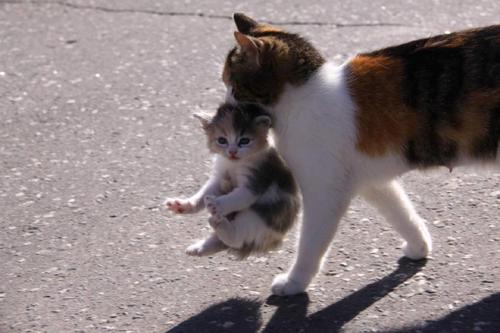 【画像】子猫が集まってくるトピ