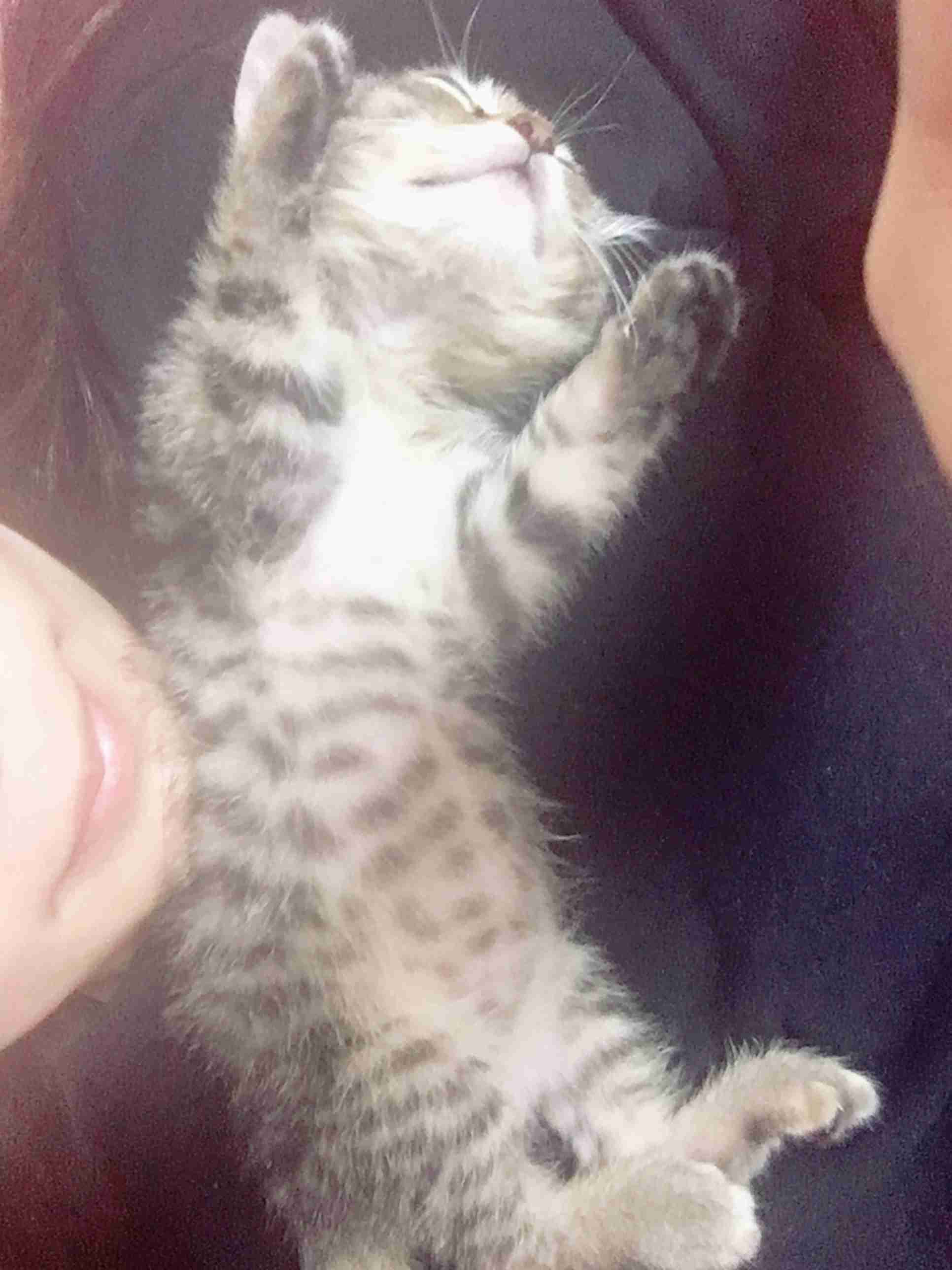 【画像】子猫が集まってくるトピ