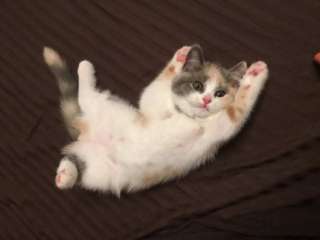 【画像】子猫が集まってくるトピ