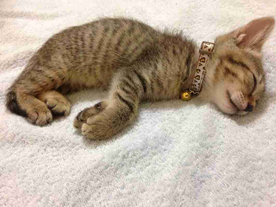 【画像】子猫が集まってくるトピ