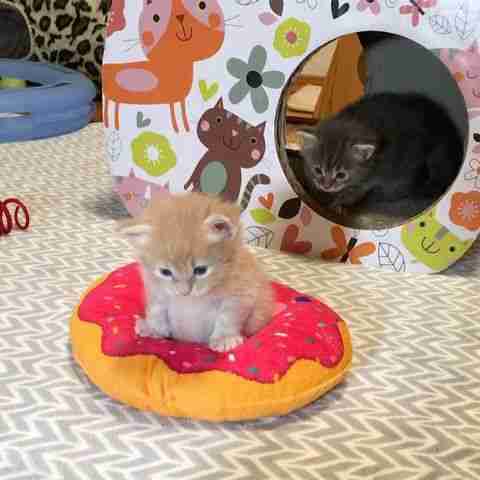 【画像】子猫が集まってくるトピ