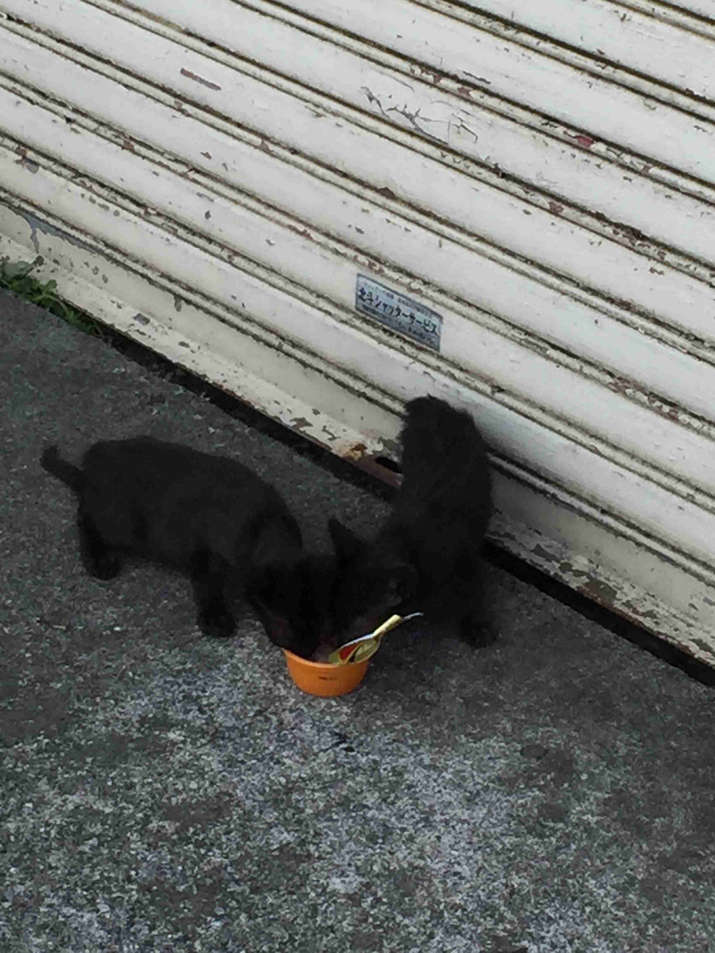 【画像】子猫が集まってくるトピ
