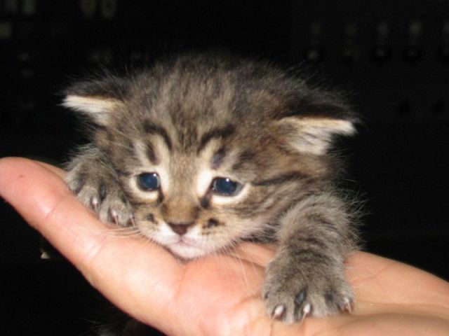 【画像】子猫が集まってくるトピ