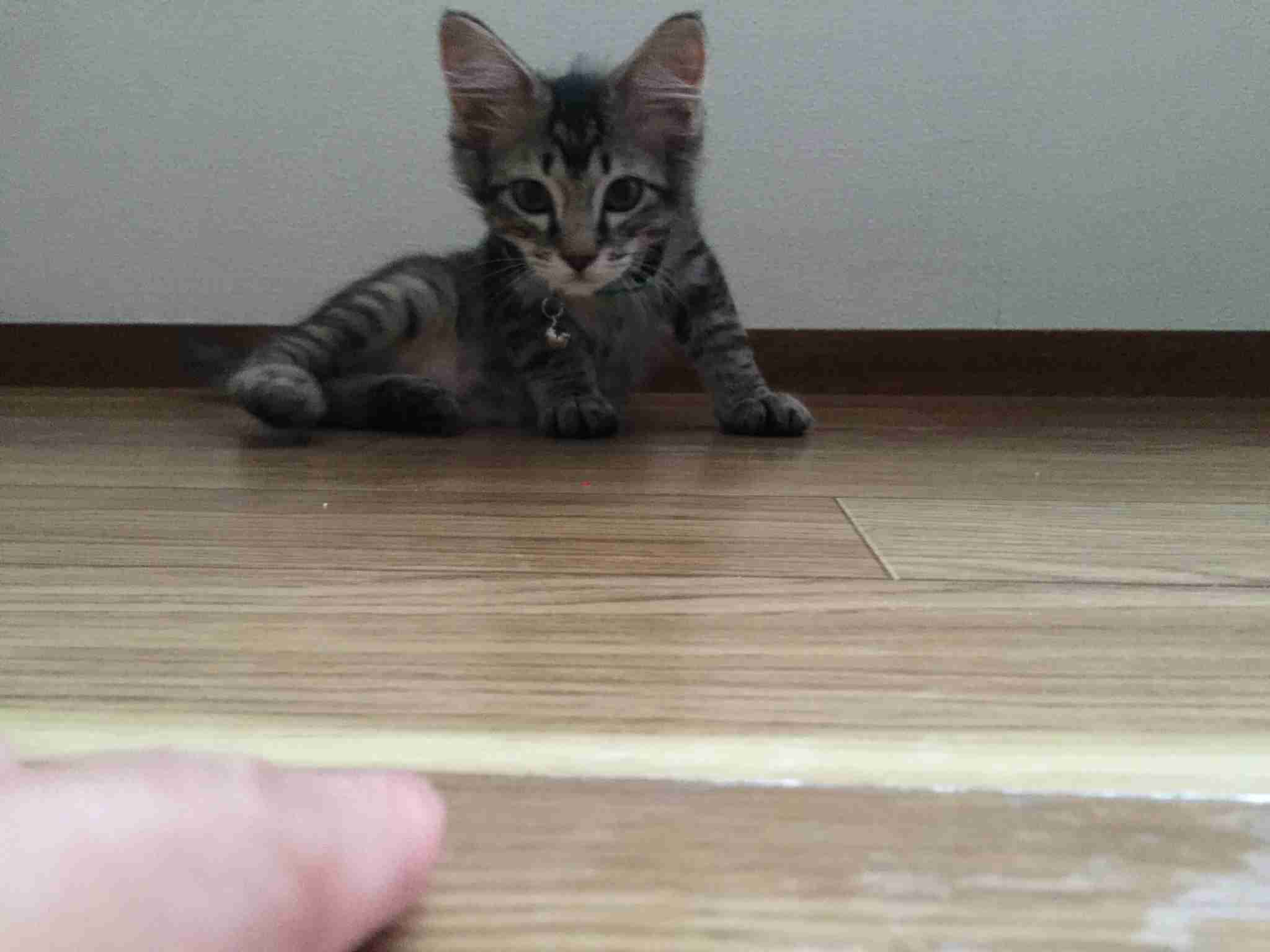 【画像】子猫が集まってくるトピ