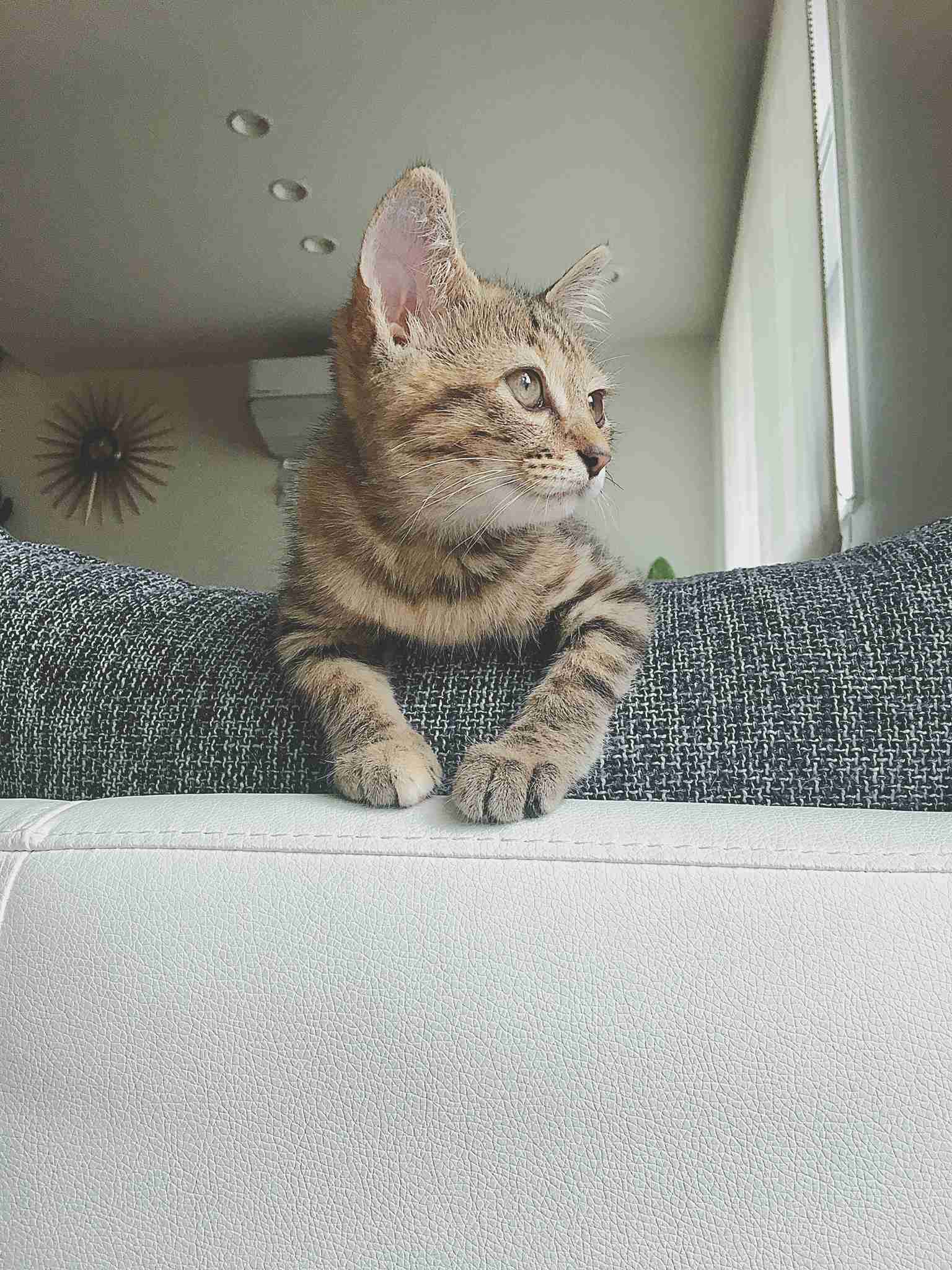 【画像】子猫が集まってくるトピ