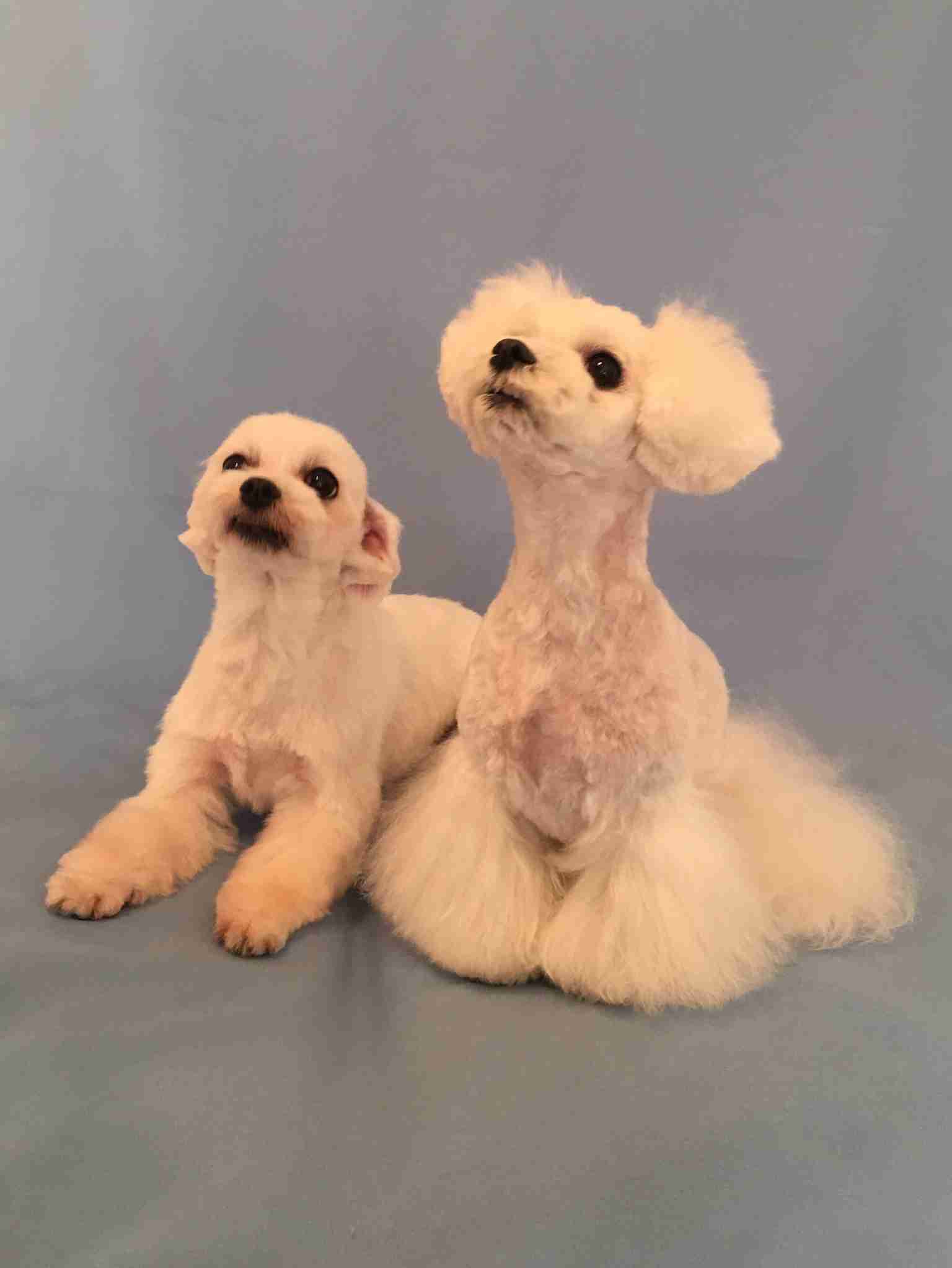 マルチーズ飼ってる方!