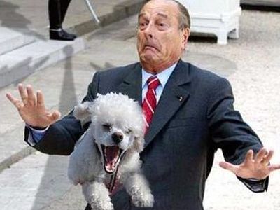マルチーズ飼ってる方!