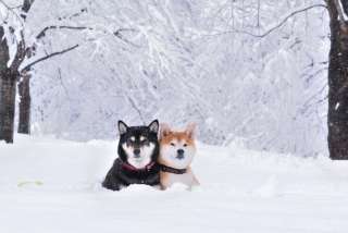 【猛暑対策】冬の画像を嗜むトピ