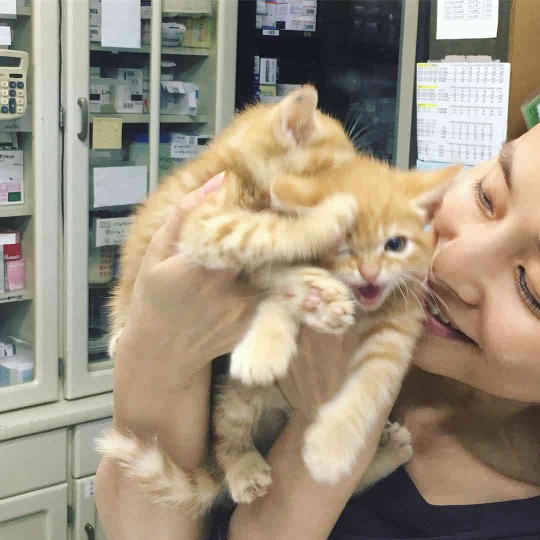 【猫トピ】茶トラが好きな方 part2