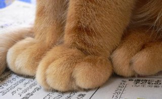【猫トピ】茶トラが好きな方 part2