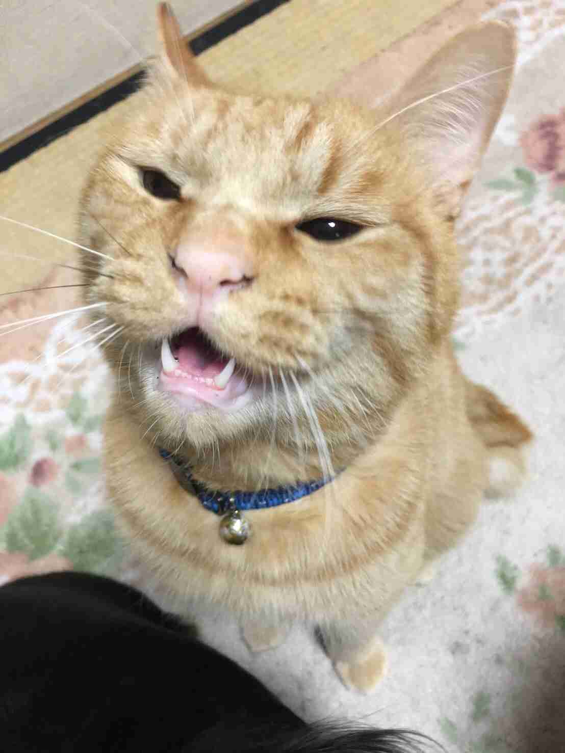 【猫トピ】茶トラが好きな方 part2