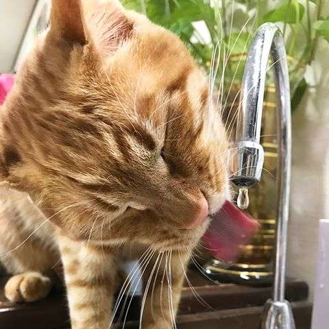 【猫トピ】茶トラが好きな方 part2