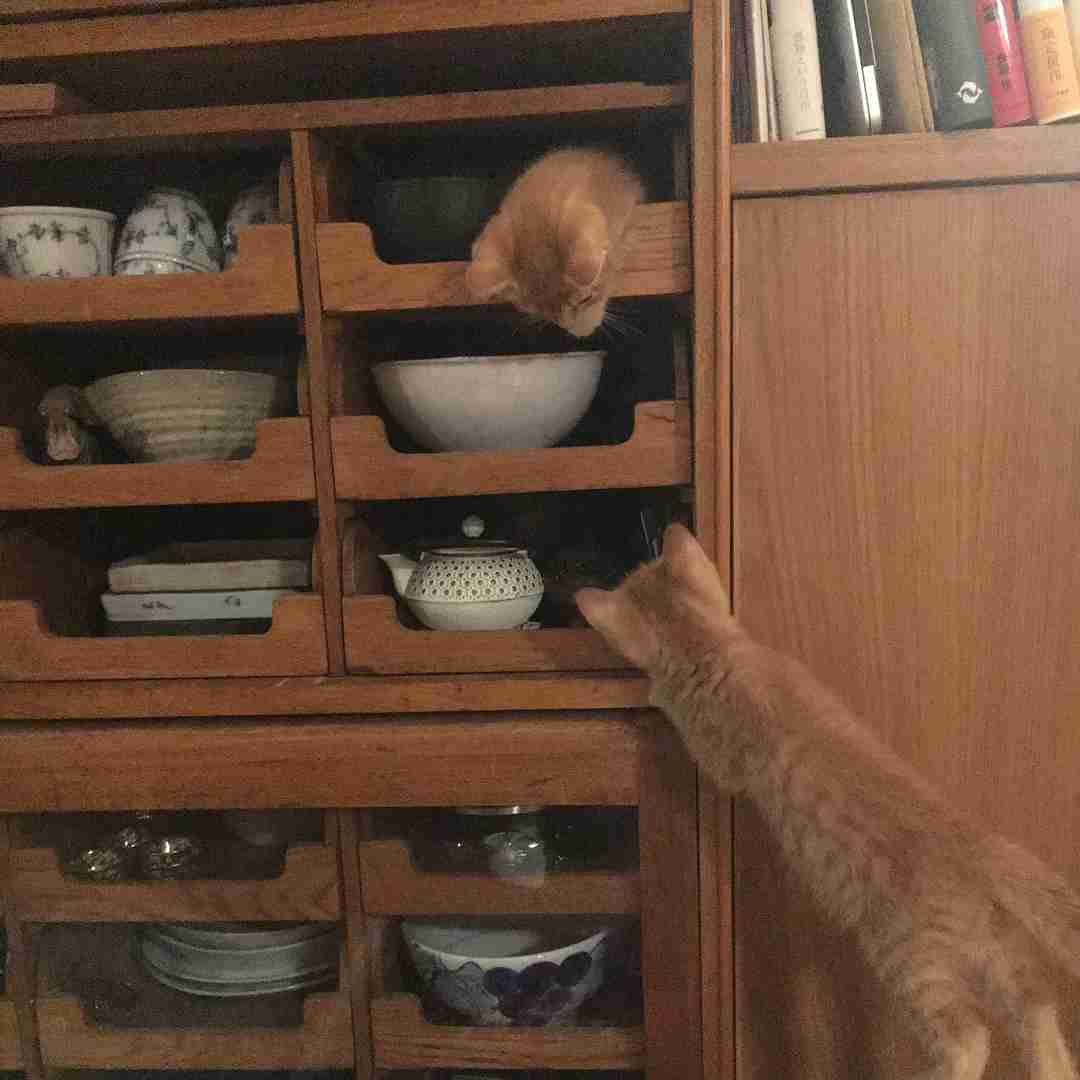 【猫トピ】茶トラが好きな方 part2