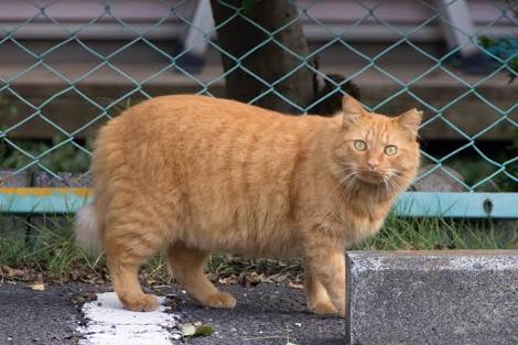 【猫トピ】茶トラが好きな方 part2