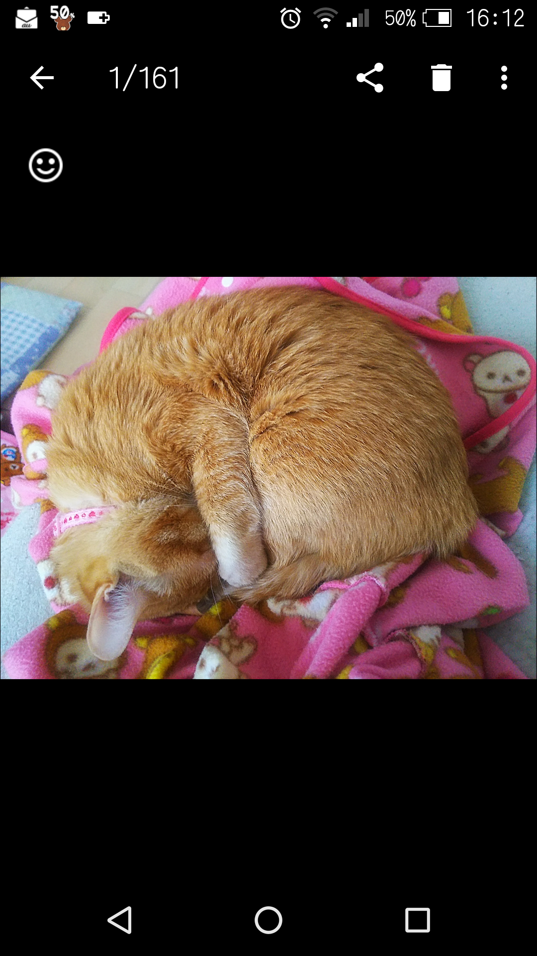 【猫トピ】茶トラが好きな方 part2