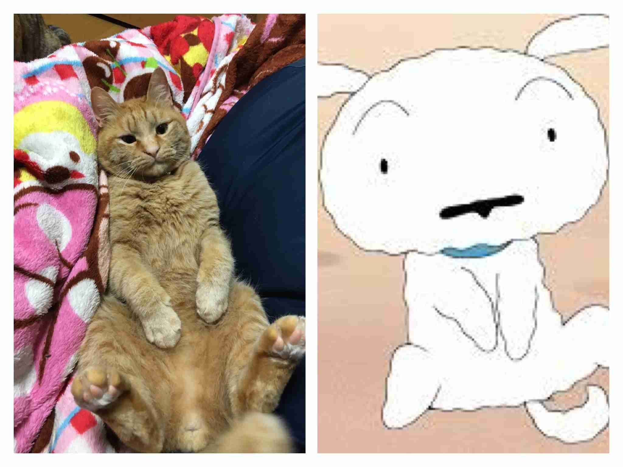 【猫トピ】茶トラが好きな方 part2