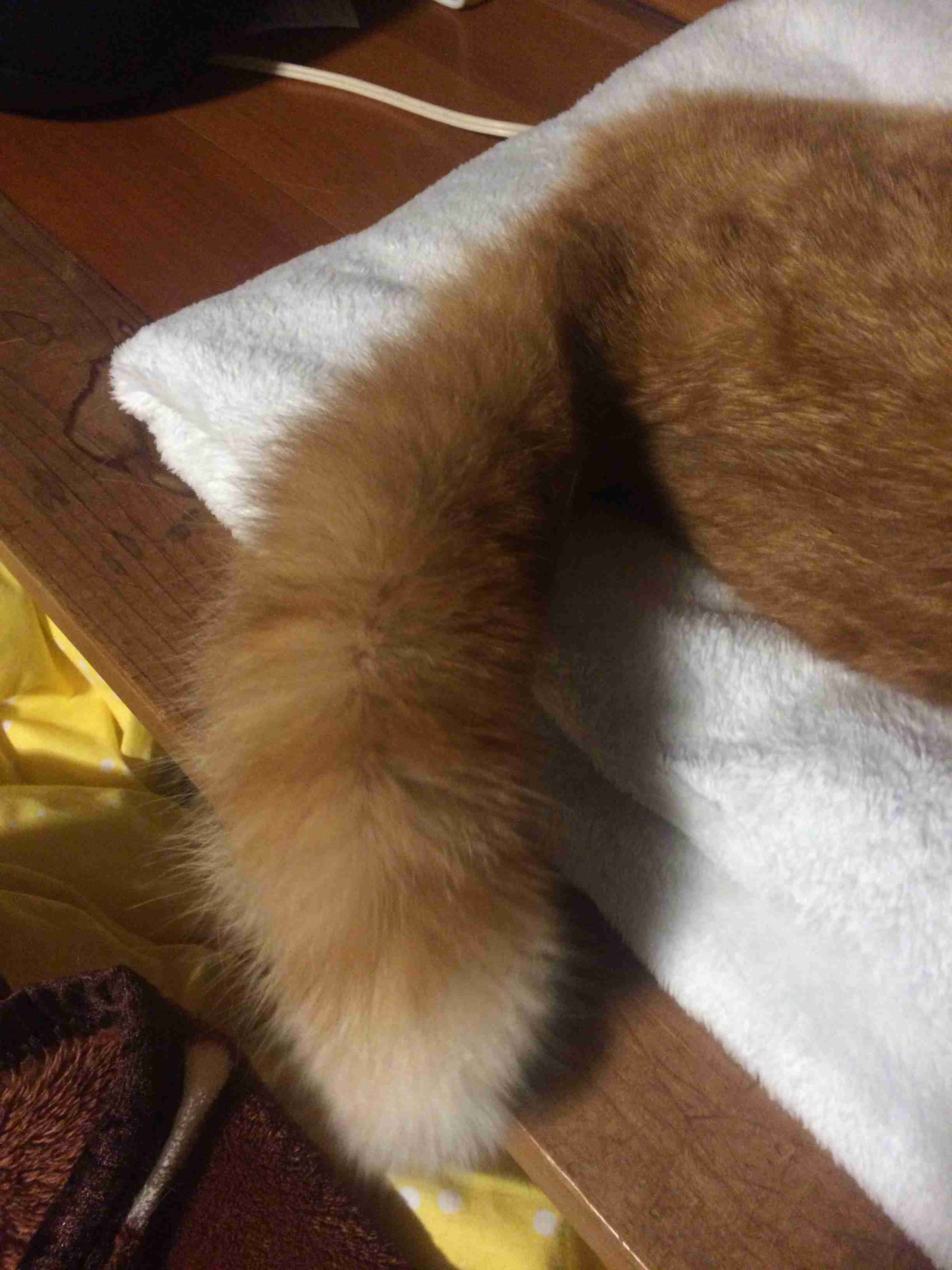【猫トピ】茶トラが好きな方 part2