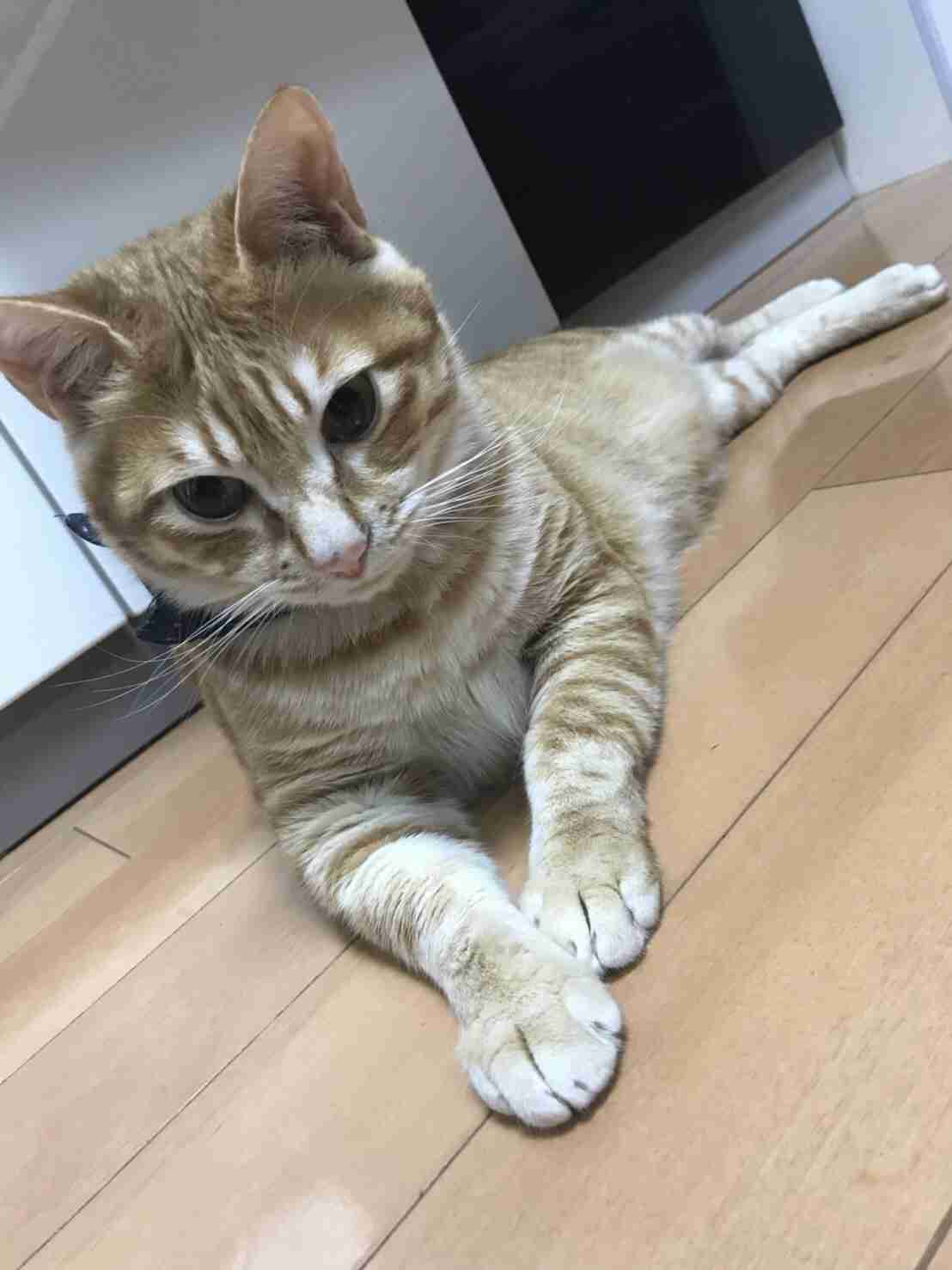 【猫トピ】茶トラが好きな方 part2