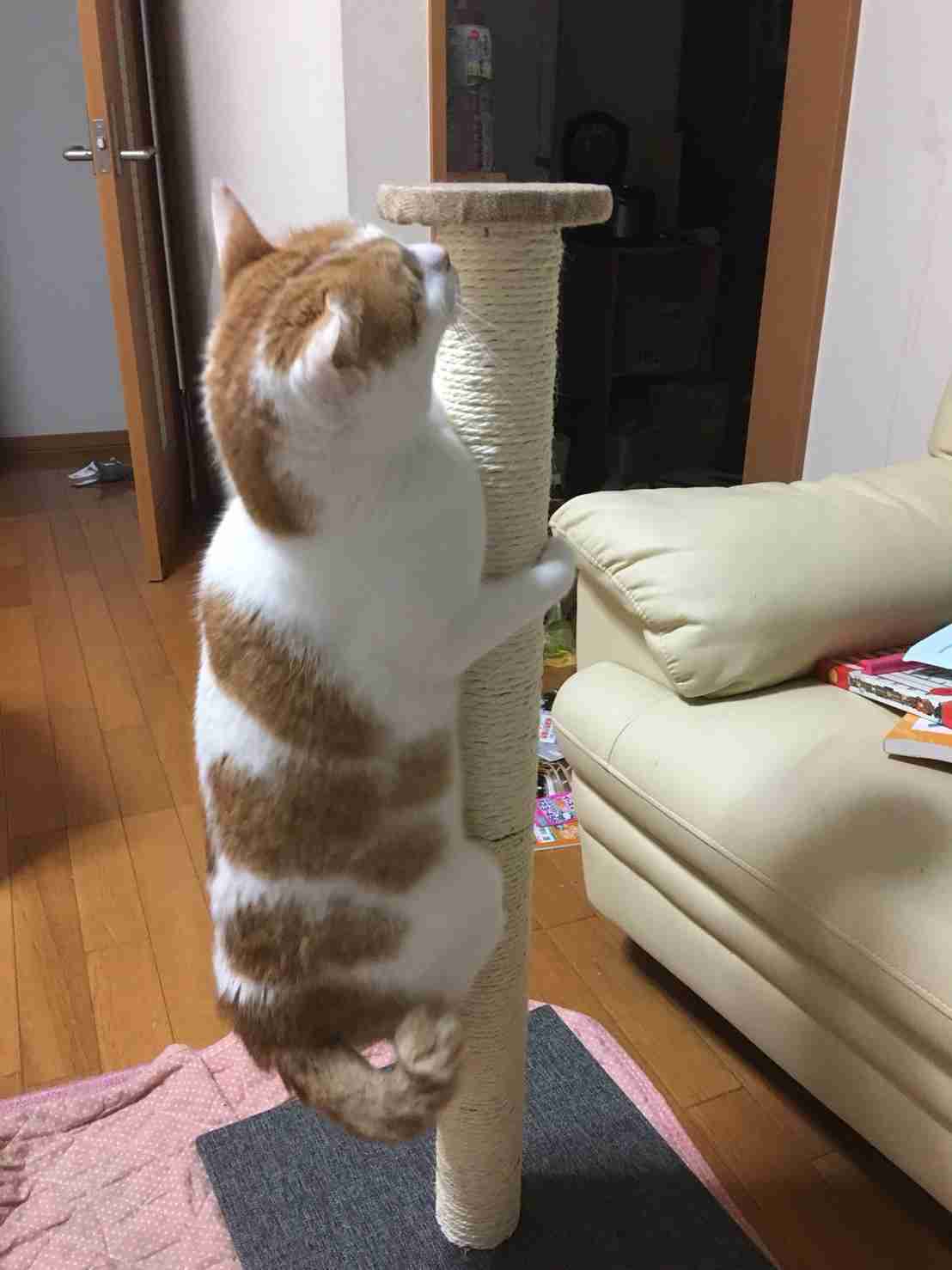 【猫トピ】茶トラが好きな方 part2