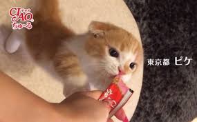 【猫トピ】茶トラが好きな方 part2