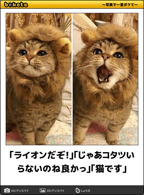 【猫トピ】茶トラが好きな方 part2