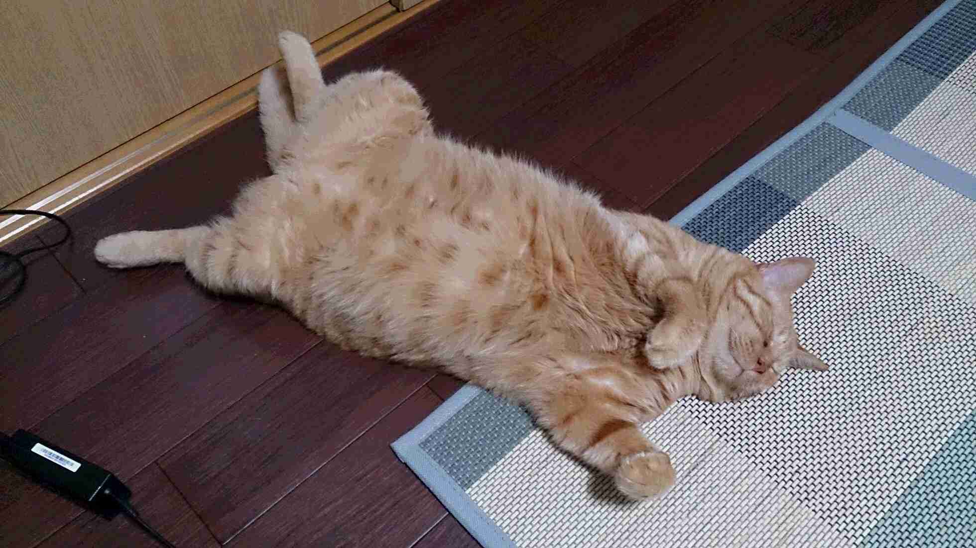 【猫トピ】茶トラが好きな方 part2