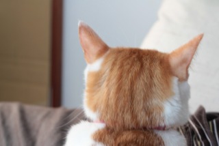 【猫トピ】茶トラが好きな方 part2